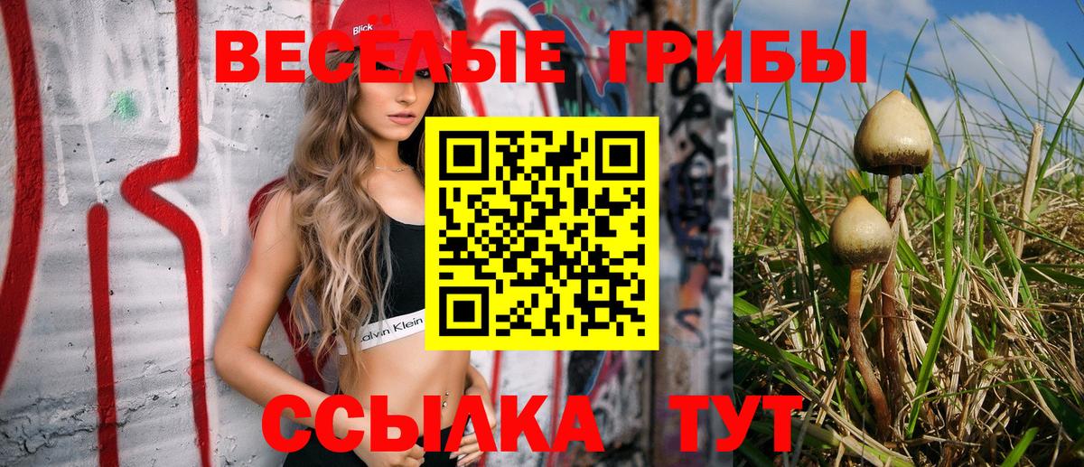 Псилоцибиновые грибы Psilocybe Курчалой